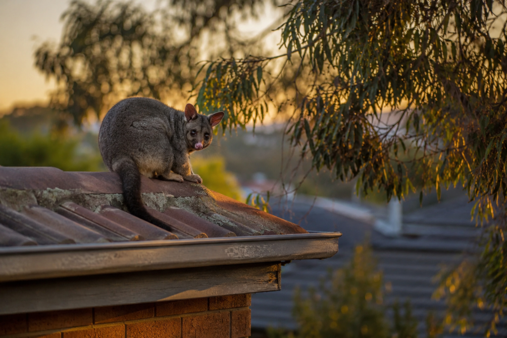 Possum in the Roof? Here's What Melbourne Homeowners Actually Need to Know