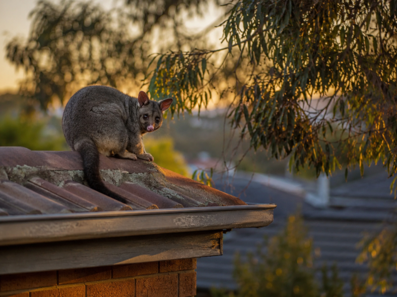 Possum in the Roof? Here’s What Melbourne Homeowners Actually Need to Know